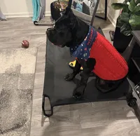 Bash, a male Cane Corso for sale in Charlotte, NC – 2 of 5