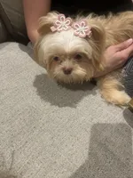 Brianna, a female Shih Tzu for sale in Haines City, FL – Photo 3 of 7