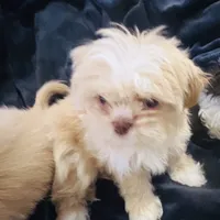 Brianna, a female Shih Tzu for sale in Haines City, FL – Photo 2 of 3