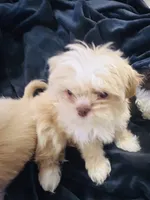 Benji, a male Shih Tzu for sale in Haines City, FL – Photo 3 of 3