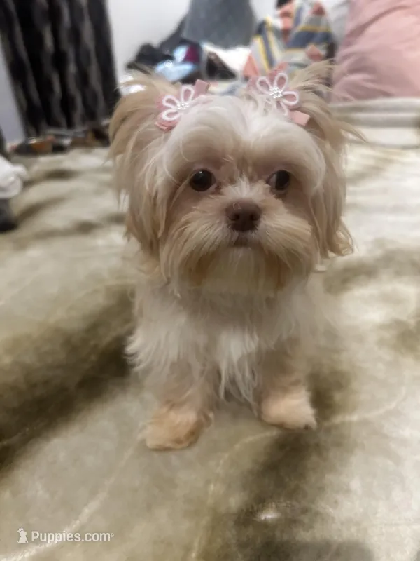 Brianna – Shih Tzu puppy for sale in Haines City, FL