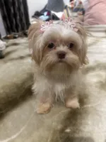 Brianna, a female Shih Tzu for sale in Haines City, FL – Photo 1 of 7