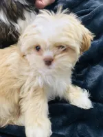 Benji, a male Shih Tzu for sale in Haines City, FL – Photo 1 of 3