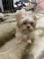 Brianna, a female Shih Tzu for sale in Haines City, FL – Photo 4 of 7