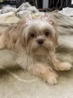 Brianna, a female Shih Tzu for sale in Haines City, FL – Photo 2 of 7