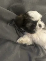 Little Susie, a female Shih Tzu for sale in Haines City, FL – Photo 2 of 6