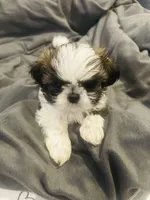 Little Susie, a female Shih Tzu for sale in Haines City, FL – Photo 6 of 6
