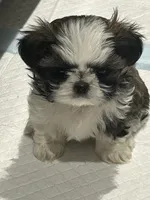 Little Susie, a female Shih Tzu for sale in Haines City, FL – Photo 3 of 6