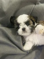 Little Susie, a female Shih Tzu for sale in Haines City, FL – Photo 5 of 6