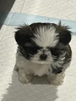 Little Susie, a female Shih Tzu for sale in Haines City, FL – Photo 1 of 6