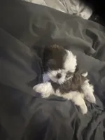 Little Susie, a female Shih Tzu for sale in Haines City, FL – Photo 4 of 6