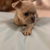 Coco, a female French Bulldog for sale in Haines City, FL – Photo 5 of 6