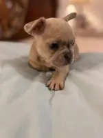 Coco, a female French Bulldog for sale in Haines City, FL – Photo 5 of 6