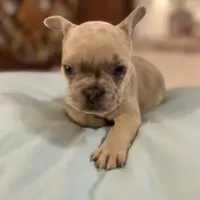 Coco, a female French Bulldog for sale in Haines City, FL – Photo 1 of 6