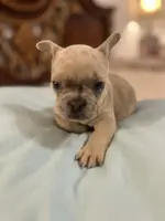 Coco, a female French Bulldog for sale in Haines City, FL – Photo 1 of 6