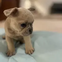 Coco, a female French Bulldog for sale in Haines City, FL – Photo 3 of 6