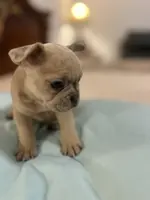 Coco, a female French Bulldog for sale in Haines City, FL – Photo 3 of 6