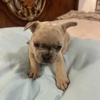 Coco, a female French Bulldog for sale in Haines City, FL – Photo 6 of 6