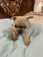 Coco, a female French Bulldog for sale in Haines City, FL – Photo 6 of 6