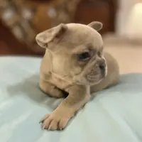 Coco, a female French Bulldog for sale in Haines City, FL – Photo 2 of 6