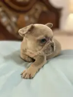 Coco, a female French Bulldog for sale in Haines City, FL – Photo 2 of 6