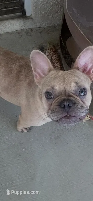 Coco – French Bulldog puppy for sale in Haines City, FL