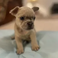 Coco, a female French Bulldog for sale in Haines City, FL – Photo 4 of 6