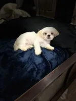 Coco, a male Shih Tzu for sale in Haines City, FL – Photo 3 of 10