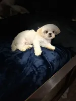 Coco, a male Shih Tzu for sale in Haines City, FL – Photo 2 of 10