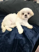 Coco, a male Shih Tzu for sale in Haines City, FL – Photo 8 of 10