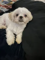 Coco, a male Shih Tzu for sale in Haines City, FL – Photo 10 of 10