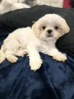 Coco, a male Shih Tzu for sale in Haines City, FL – Photo 6 of 10