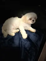 Coco, a male Shih Tzu for sale in Haines City, FL – Photo 7 of 10