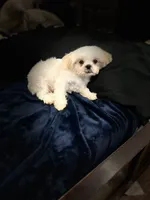 Coco, a male Shih Tzu for sale in Haines City, FL – Photo 5 of 10