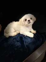 Coco, a male Shih Tzu for sale in Haines City, FL – Photo 9 of 10