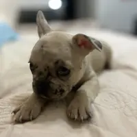 Chanel, a female French Bulldog for sale in Haines City, FL – Photo 3 of 6