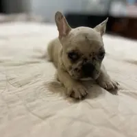 Chanel, a female French Bulldog for sale in Haines City, FL – Photo 1 of 6