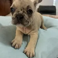 Chanel, a female French Bulldog for sale in Haines City, FL – Photo 2 of 6