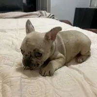 Chanel, a female French Bulldog for sale in Haines City, FL – Photo 5 of 6