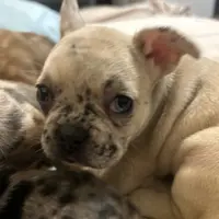 Chanel, a female French Bulldog for sale in Haines City, FL – Photo 4 of 6