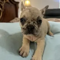 Chanel, a female French Bulldog for sale in Haines City, FL – Photo 6 of 6