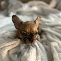 Lola, a female French Bulldog for sale in Haines City, FL – Photo 9 of 10