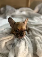 Lola, a female French Bulldog for sale in Haines City, FL – Photo 9 of 10