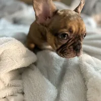 Lola, a female French Bulldog for sale in Haines City, FL – Photo 3 of 10