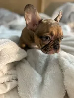 Lola, a female French Bulldog for sale in Haines City, FL – Photo 3 of 10