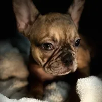 Lola, a female French Bulldog for sale in Haines City, FL – Photo 2 of 10