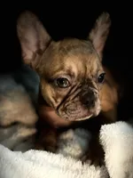 Lola, a female French Bulldog for sale in Haines City, FL – Photo 2 of 10