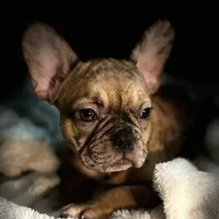 Lola, a female French Bulldog for sale in Haines City, FL – Photo 5 of 10