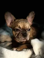 Lola, a female French Bulldog for sale in Haines City, FL – Photo 5 of 10