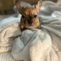 Lola, a female French Bulldog for sale in Haines City, FL – Photo 6 of 10